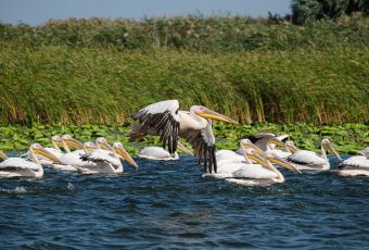 Pelikany pływające w rzece 