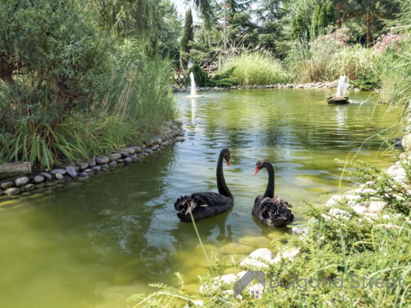 Piękne łabędzie na terenie Cascadas